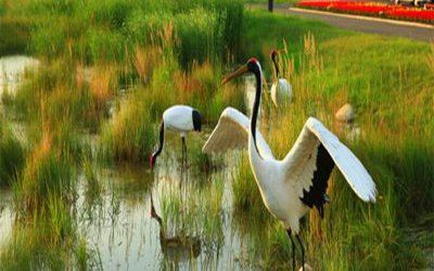 田園池塘玻璃鋼仿真動物仙鶴雕塑