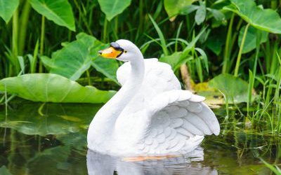 庭院水中嬉戲的玻璃鋼樹(shù)脂仿真天鵝雕塑